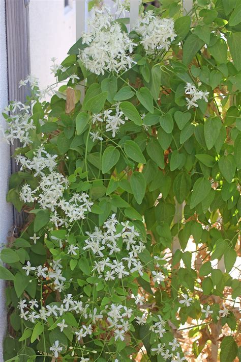 Clematis growing guide woody climbing vine • hardiness zones 4 to 9 • full sun 6+ hours per day. Camissonia's Corner: The Prospect of El Nino. To be or not ...