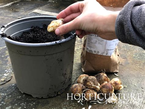 How To Plant Muscari Grape Hyacinth Bulbs Horticulture
