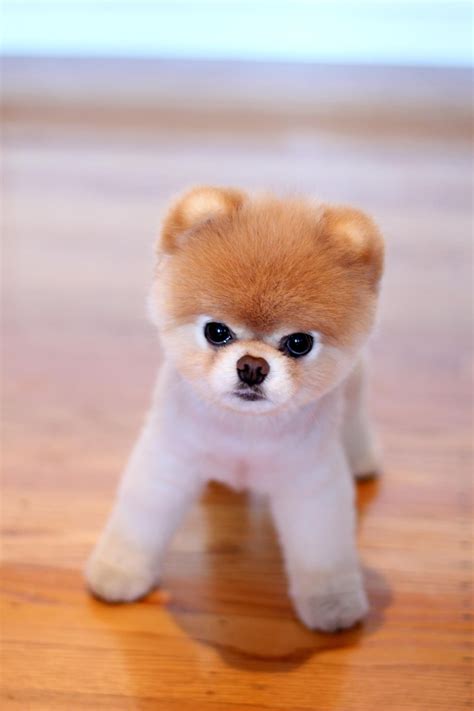 This Is So Cute I Wonder What Breed It Is Cute Dogs Cutest Dog Ever 2bb