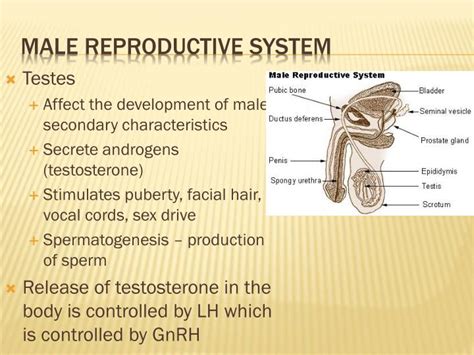 Ppt Anatomy Of The Male Reproductive System Powerpoint Presentation