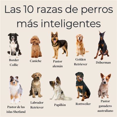 Las 20 Razas De Perros Más Inteligentes Del Mundo