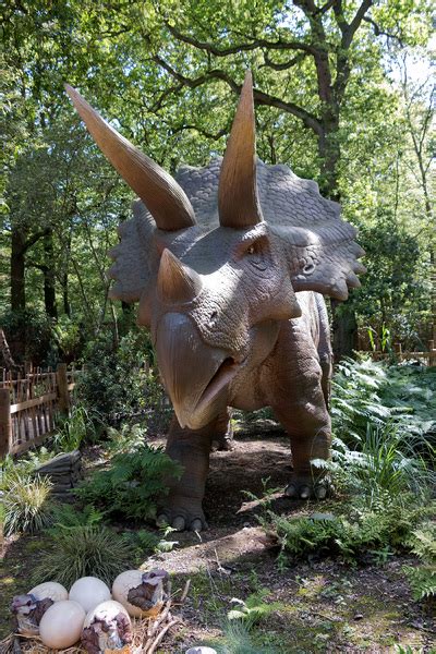 Dinosaurio Triceratops Stock De Fotos Gratis Micromoth June 30