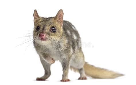 Eastern Spotted Quoll Stock Photo Image Of Wild Scavenger 35687788