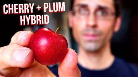 CHERRY PLUM REVIEW A Hybrid Between Plums And Cherries Verry Cherry