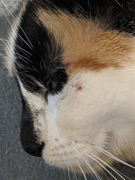 Missing Patch Of Fur On Stout The Cat Thecatsite