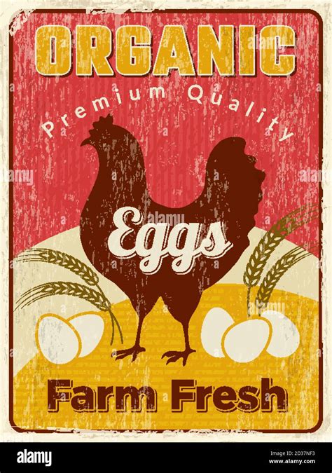 Chicken Poster Fresh Egg Healthy Farm Food Vector Design Placard Stock