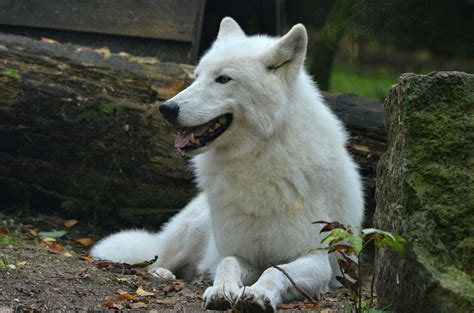 Wild Arctic Wolves This Stunning Pure White Wolf Can Withstand