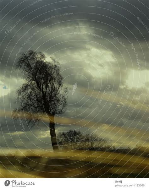 Storm Wind Rose Gale A Royalty Free Stock Photo From Photocase