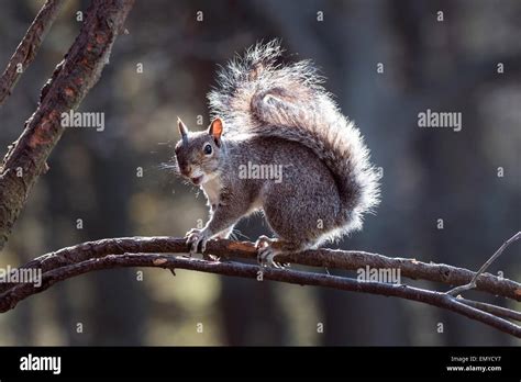 Funny Squirrel Shocked Hi Res Stock Photography And Images Alamy