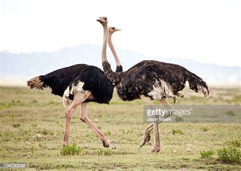 Two Ostriches Photos And Premium High Res Pictures Getty Images