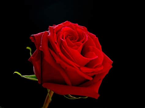 Beautiful High Quality Red Rose With Black Background Hd Wallpaper