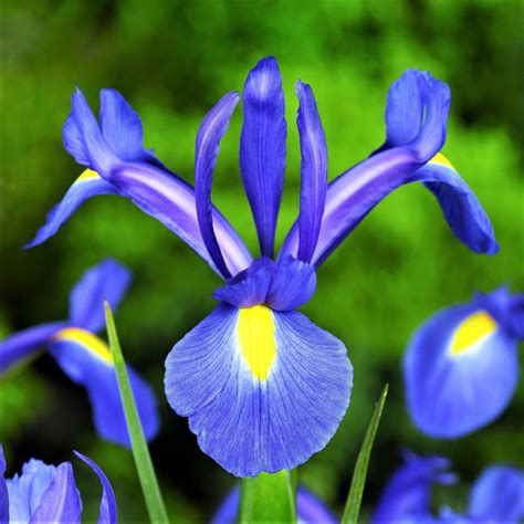 Fragrant Dutch Iris Bulbs For Sale Online Blue Diamond Easy To Grow Bulbs