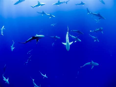 🦈 Illuminated Nets Save Endangered Sharks And Rays