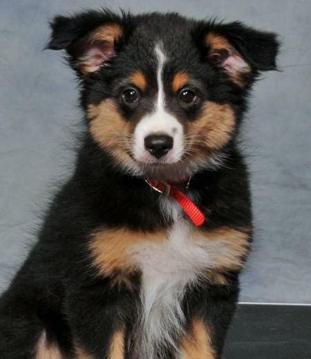 This is a fairly common cross because these dogs tend to take the best characteristics from the parents. Australian Shepherd and Corgi mix. i guess im going to ...