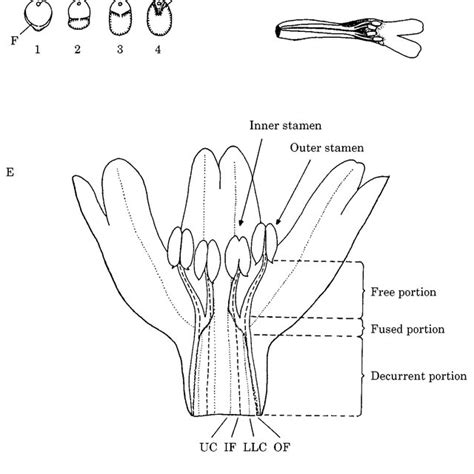 Filament Curtain Of Phaulopsoid Type In Phaulopsis A D P Imbricata