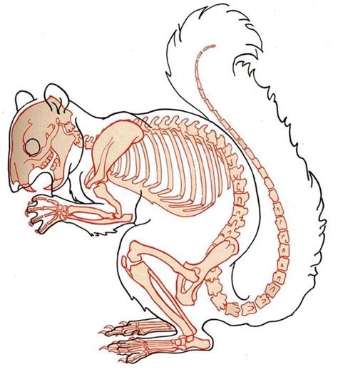Pin By Sunwoo On 척추 Animal Drawings Skeleton Drawings Animal Sketches