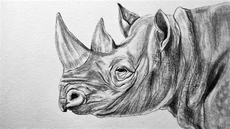 How To Draw A Realistic Rhino Rhinoceros Pencil Drawing Time Lapse