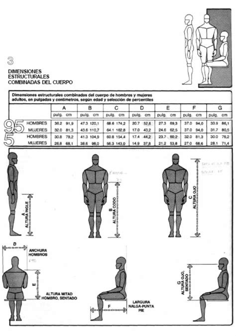 Medidas Humanas Cuerpo De Hombre Cuerpo Hombres