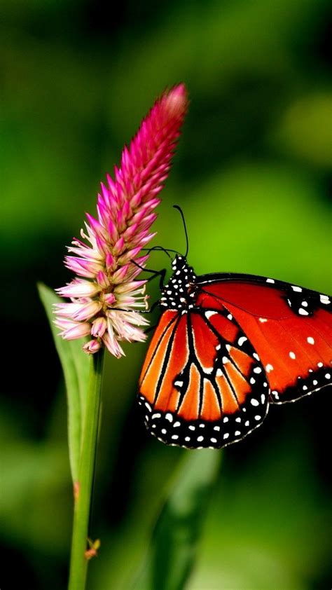 Butterfly Wallpapers Butterfly Wallpaper Android Wallpaper Blue