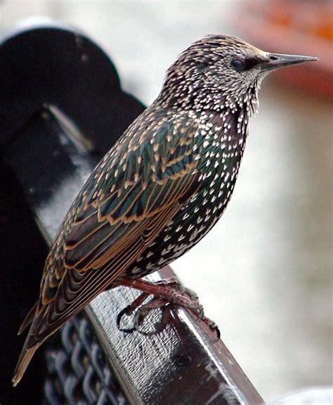 European Starlings As Pets Interesting Article I Didnt Know Starlings