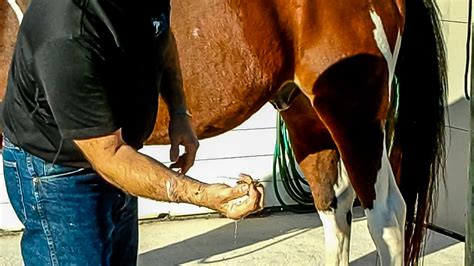 Have you done your gelding/stallions lately? Sheath Cleaning Without Sedation In Horses - The Horse's ...