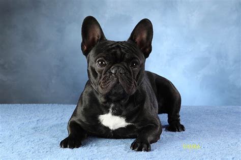 This is the ultimate guide to french bulldog crate training. French Bulldog Info, Size, Temperament, Lifespan, Puppies ...
