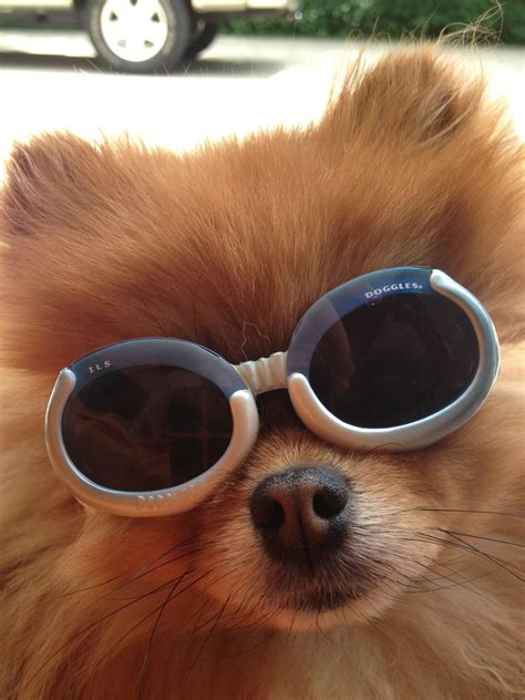 Wearing Doggles Pet Care Sunglasses Board How To Wear Style Swag