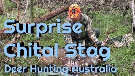 Fallow Deer Hunting Surprise Chital Deer Shot Nsw Australia Youtube