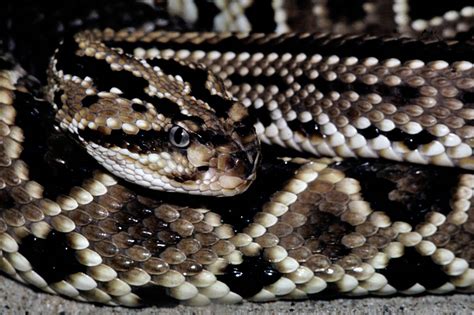 The Top 10 Deadliest And Most Venomous Snakes In The World