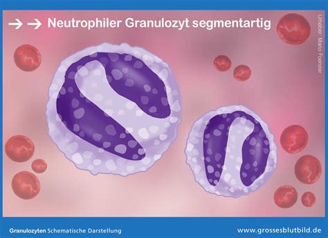 Neutrophile Granulozyten Erklärung Und Werte