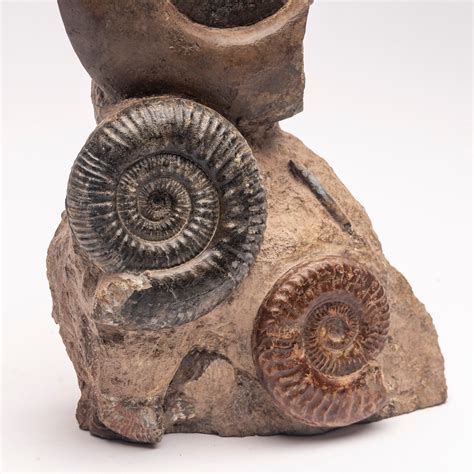 Free Standing Fossil Ammonite Cluster From Madagascar Cretaceous Period At 1stdibs