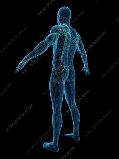 Male Lymphatic System Illustration Stock Image F0383624 Science