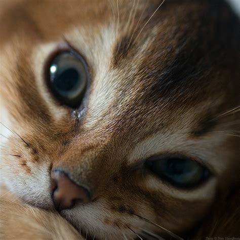 Kitten Face Peter Hasselbom Flickr