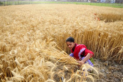 The northern wheat plantation's problems quest. Salt Damage Threatens World Food Supply | Public Radio East