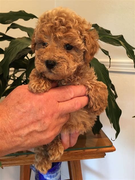 Goldendoodle puppy coat colors will fade or lighten or dull to another color with is. Toy Goldendoodle litter