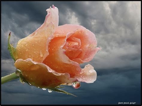 Rose En Automne Photo Et Image Fleurs Roses Macro Images Fotocommunity