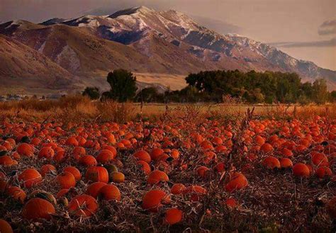 Autumn Pumpkins Pumpkin Field Pretty Pumpkins Mountain