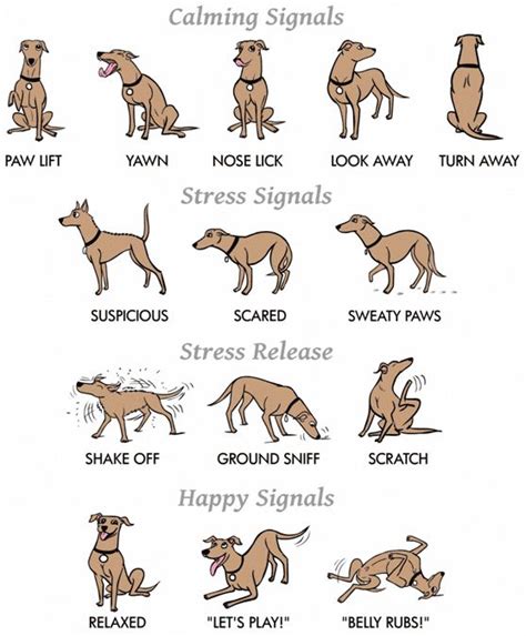 You Will Enjoy Dog Training Tips By Using These Helpful Suggestions