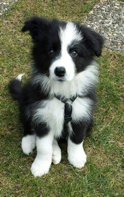 The Cutest Border Collie Puppy Doesnt Even Look Real Looks Like An