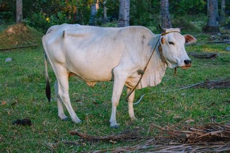 White Cow And Calf Grazing And Lying In Field Cattle Farm Concept