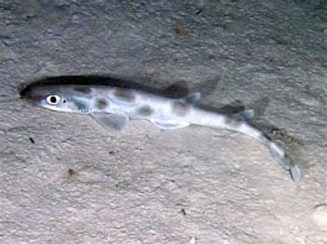 New Species Of Sawtail Catshark Discovered In Philippines Scinews
