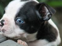Two Pure Bred Boston Terrier Puppies - 8 Weeks Old for ...