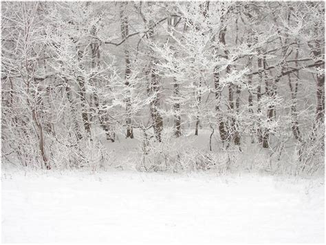 Snow Scene Photography Backdrop Design
