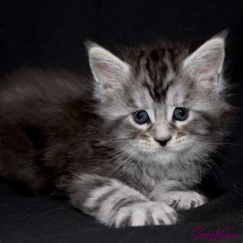 Maine Coon Kittens For Sale Beautiful Big And Healthy Babies