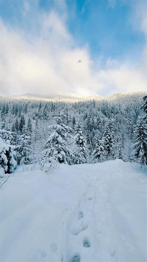 Foto Feerie De Iarnă Pe Vârful Ineu Din Parcul Național Munții Rodnei