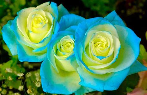 Lovely Blue And Green Hues In These Delicate Roses Beautiful Flowers