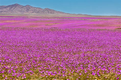 Les Images Magnifiques Du Désert Datacama En Fleurs