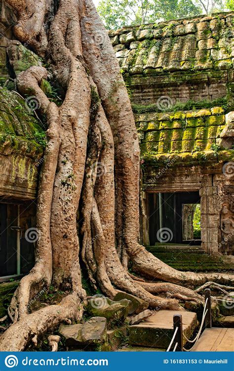 Overgrown Temples Of Angkor Wat Stock Image Image Of Built Temples