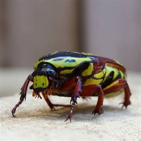 An Australian Fiddler Beetle On My Bird Bath 😊 I Didnt Get A Chance To