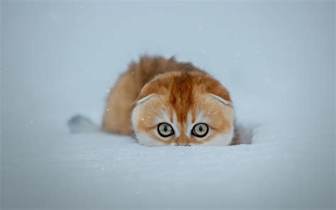 Download 1920x1200 Kitten Snow Cute Stare Cold Wallpapers For